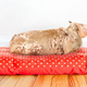 Image for article titled Popular Designer Dog Breed Just Twisted Spinal Cord Attached To Collapsed Lung